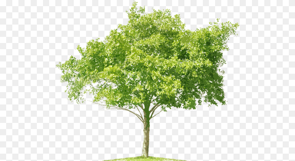 Thumb Image Mangifera Indica, Maple, Oak, Plant, Sycamore Free Png Download