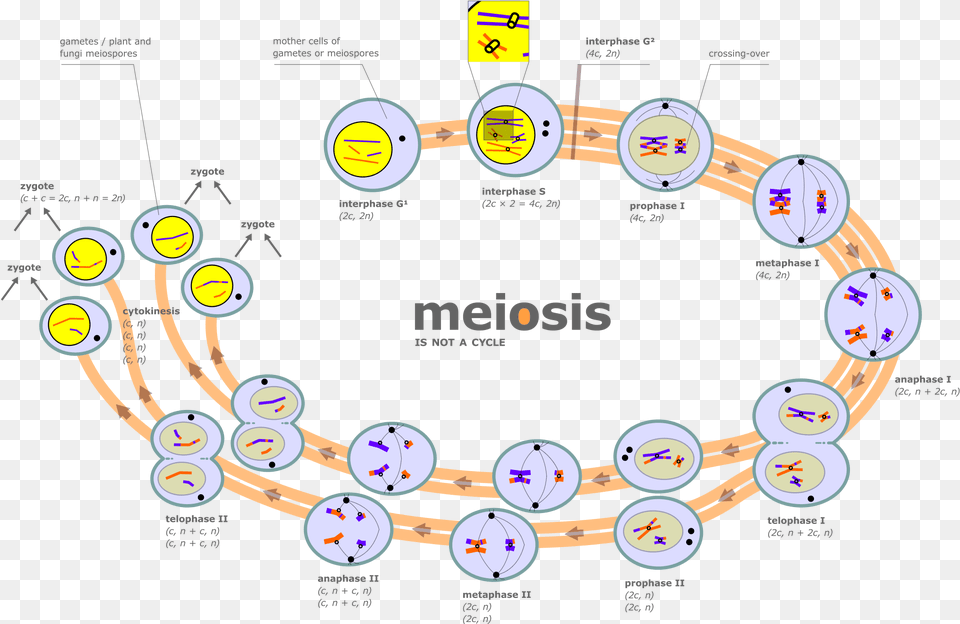 Thumb Image Meiosis Is Not A Cycle Png