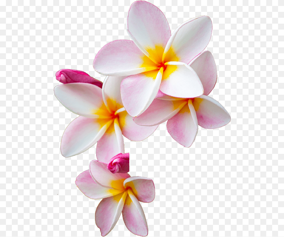 Thumb Image Moana Flowers, Flower, Petal, Plant, Flower Arrangement Free Png Download