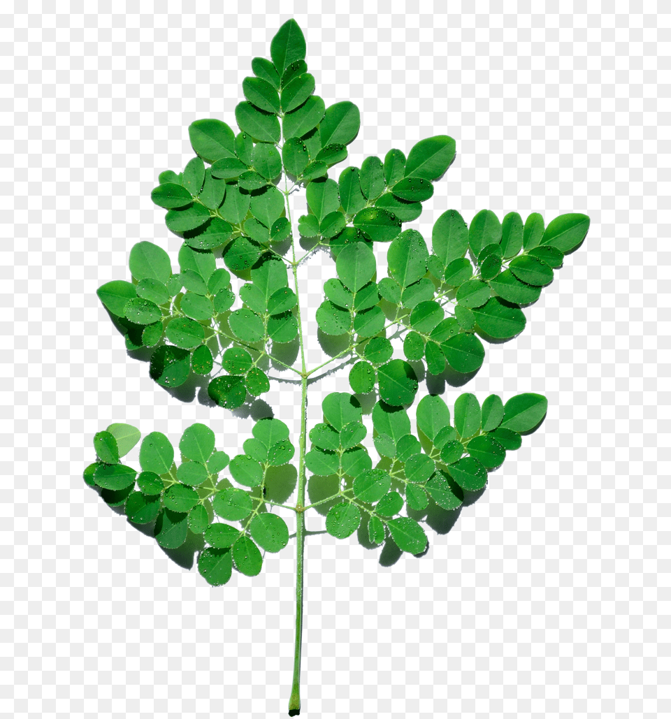 Thumb Image Moringa Tree, Leaf, Plant, Fern Png