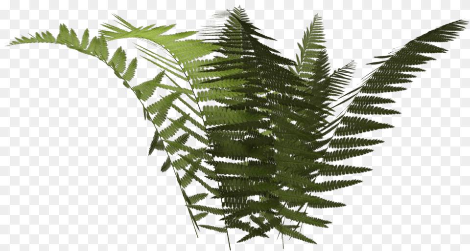 Thumb Ostrich Fern, Plant Png Image