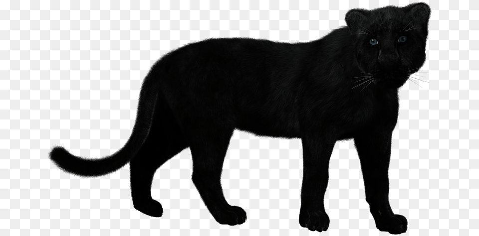 Thumb Image Pantera, Animal, Mammal, Panther, Wildlife Png