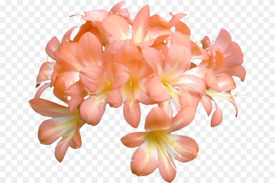 Thumb Image Peach Flowers, Anther, Flower, Petal, Plant Free Transparent Png