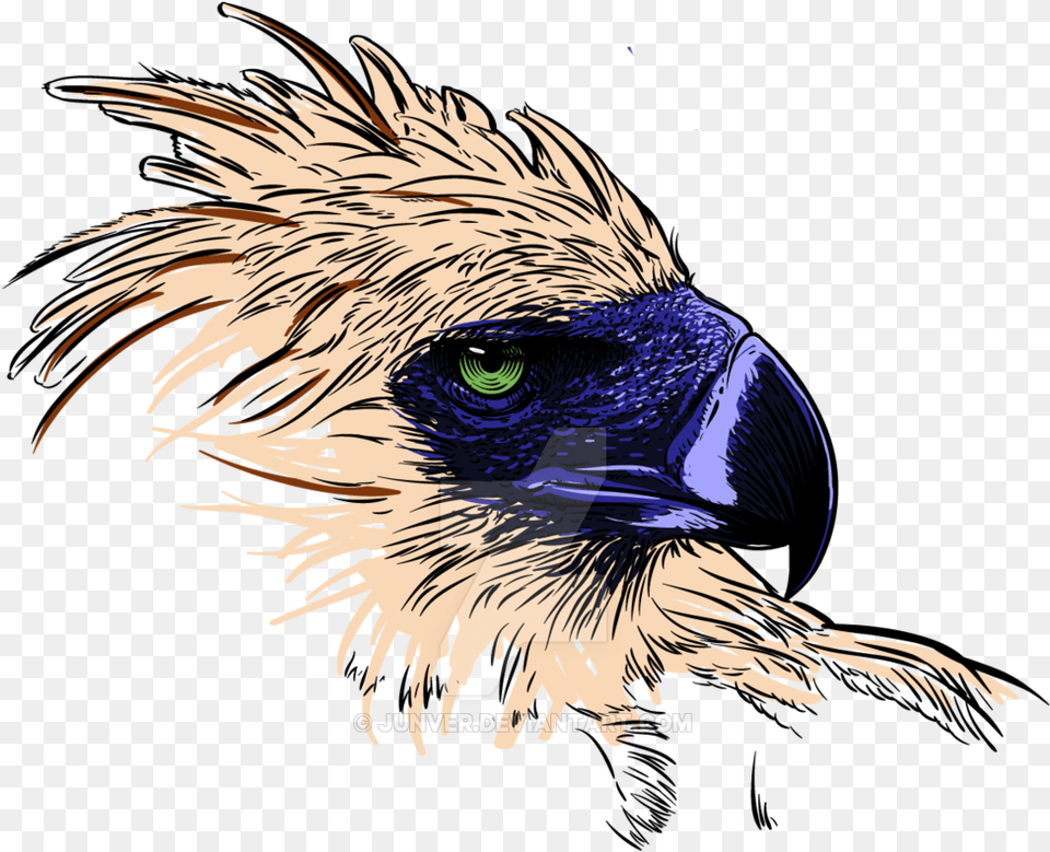 Thumb Philippine Eagle Transparent Background, Animal, Beak, Bird, Vulture Png Image