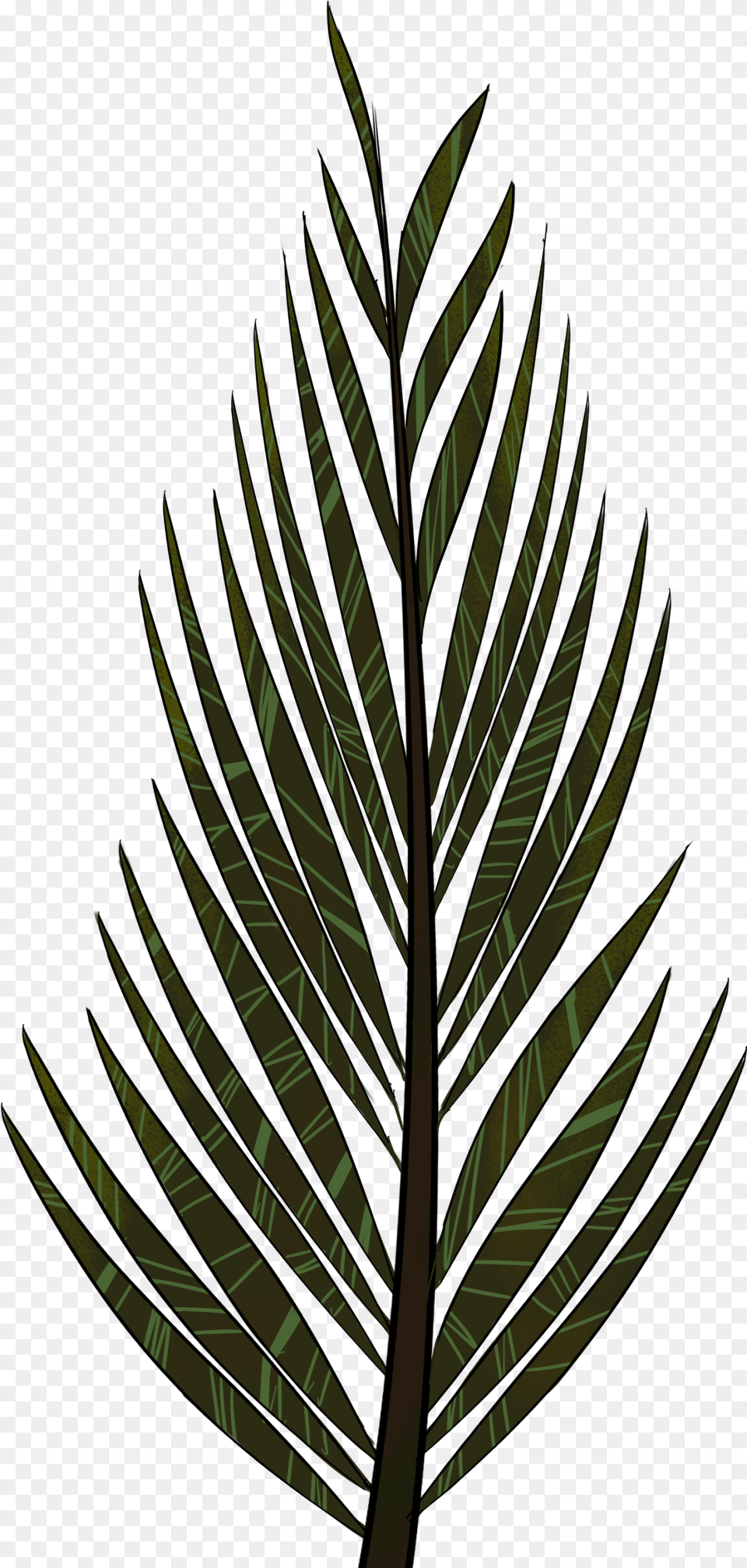 Thumb Pine Tree Leaves Drawing, Vegetation, Plant, Leaf, Outdoors Png Image