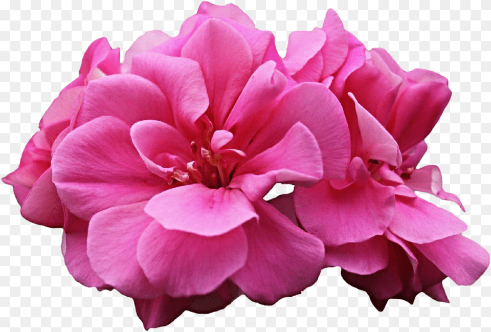 Thumb Image Pink Geranium Flower, Petal, Plant, Rose Png