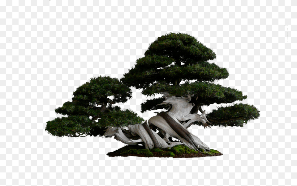 Thumb Pino Bonsai, Plant, Potted Plant, Tree Png Image