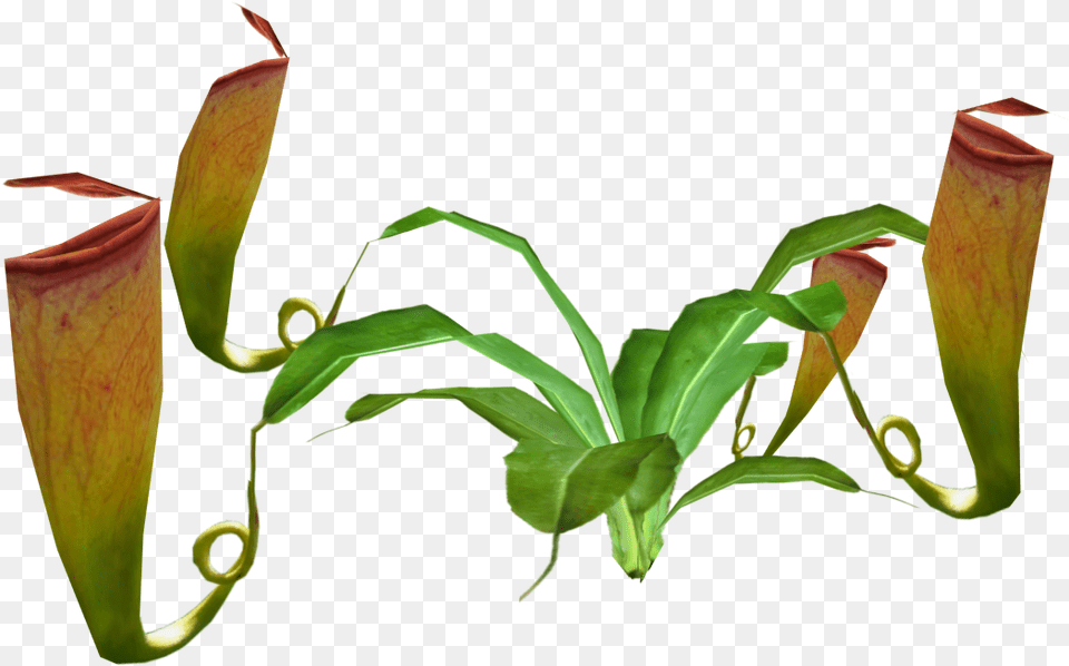Thumb Image Pitcher Plant, Bud, Flower, Leaf, Sprout Free Png