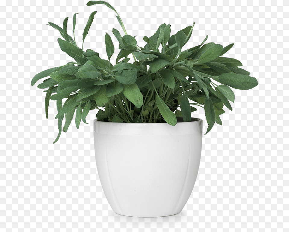 Thumb Image Plant In Pot, Herbal, Herbs, Jar, Leaf Free Png