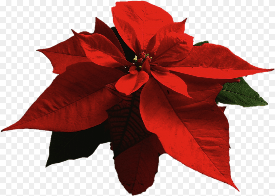 Thumb Image Primera Flor De Nochebuena, Flower, Leaf, Petal, Plant Free Png Download