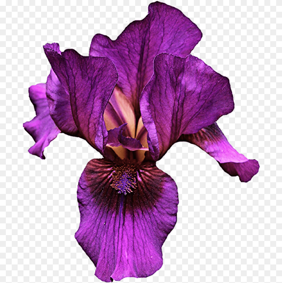 Thumb Image Purple Iris Iris Flower, Plant, Petal Free Png