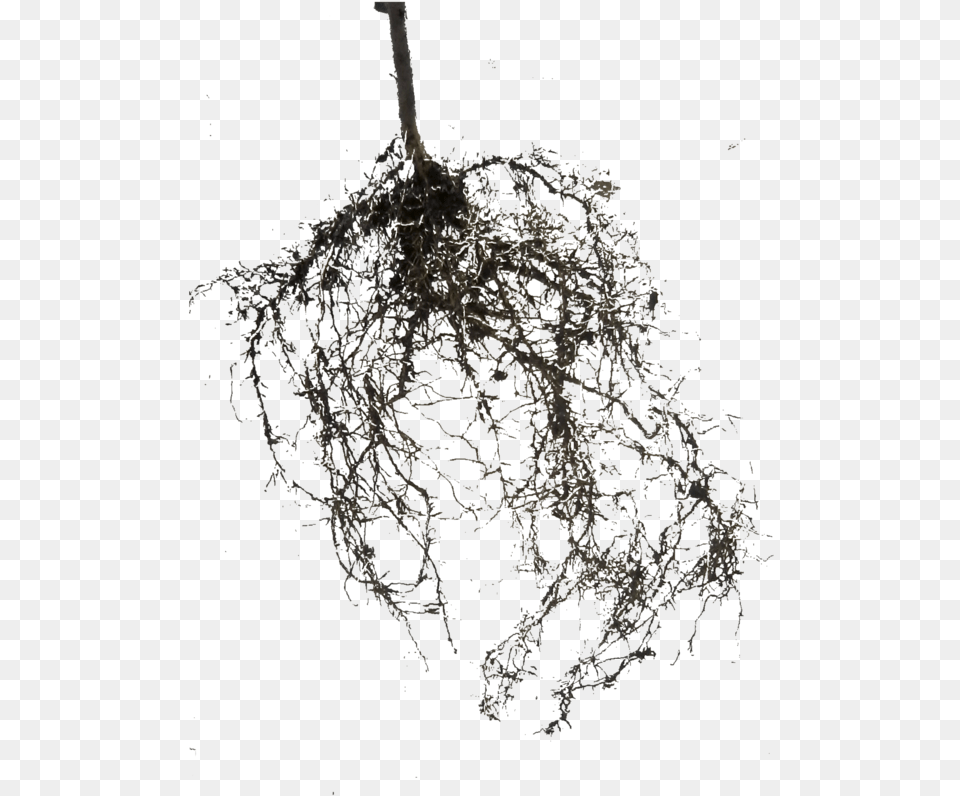 Thumb Image Raices, Plant, Root Free Png