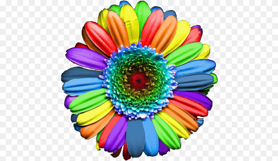 Thumb Image Rainbow Colours Flowers, Daisy, Flower, Plant, Petal Png