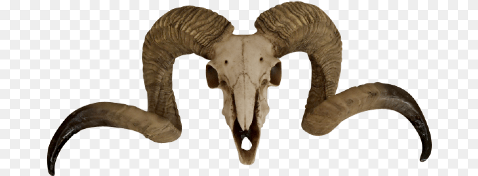 Thumb Image Ram Skull, Animal, Elephant, Mammal, Wildlife Free Transparent Png