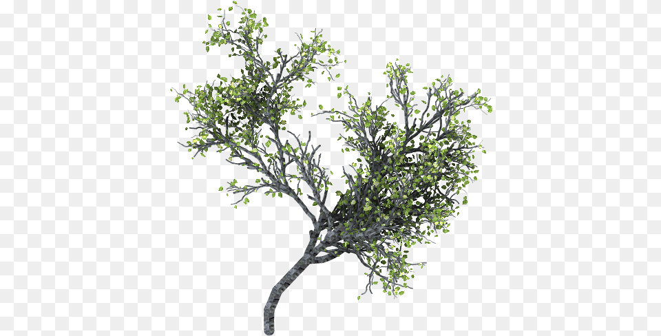 Thumb Rama Arbol, Plant, Tree, Art, Potted Plant Png Image