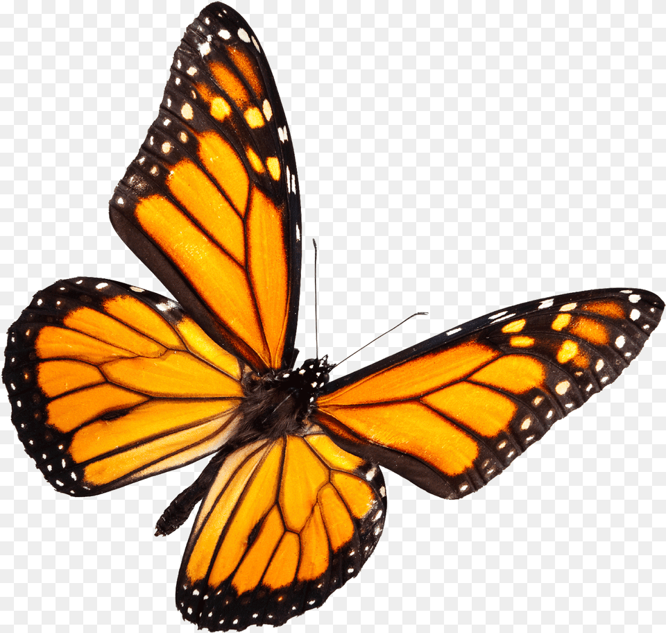 Thumb Image Real Yellow Butterfly, Animal, Insect, Invertebrate, Monarch Free Png Download