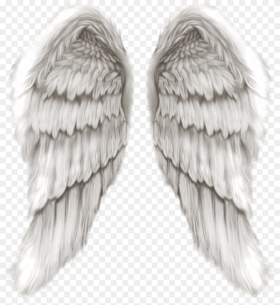 Thumb Realistic Angel Wings, Animal, Bird, Vulture Png Image