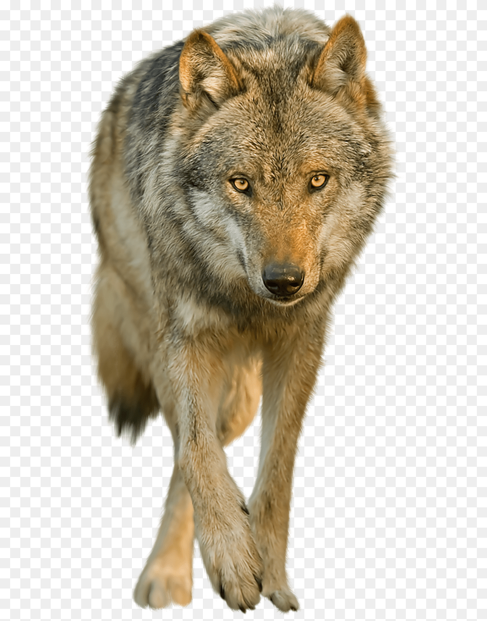 Thumb Image Red Wolf Background, Animal, Coyote, Mammal, Canine Free Transparent Png