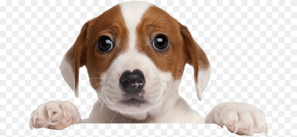 Thumb Image Rescue Dog, Animal, Canine, Hound, Mammal Png