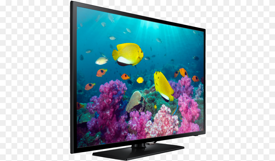 Thumb Image Samsung Led Tv Price 22 Inch, Animal, Sea Life, Screen, Monitor Free Transparent Png