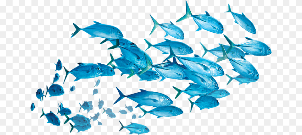 Thumb School Of Fish Transparent, Animal, Sea Life, Tuna, Outdoors Png Image