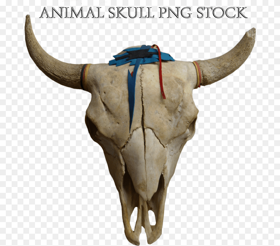 Thumb Image Skull Animal, Bull, Mammal, Cattle, Livestock Free Transparent Png