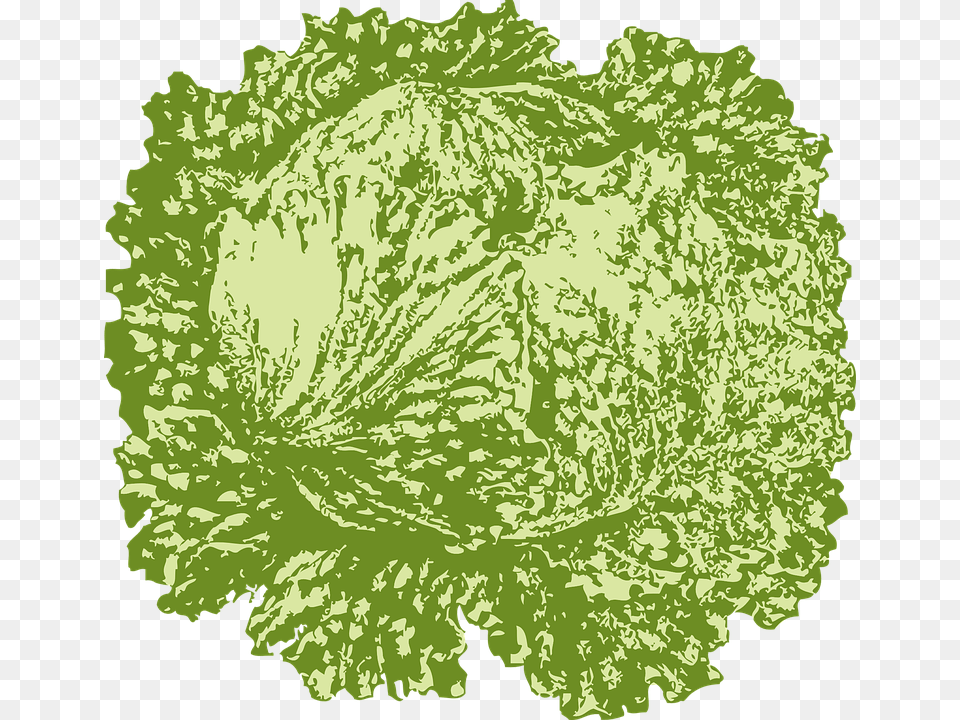 Thumb Image Slice Of Lettuce, Food, Leafy Green Vegetable, Plant, Produce Free Png Download