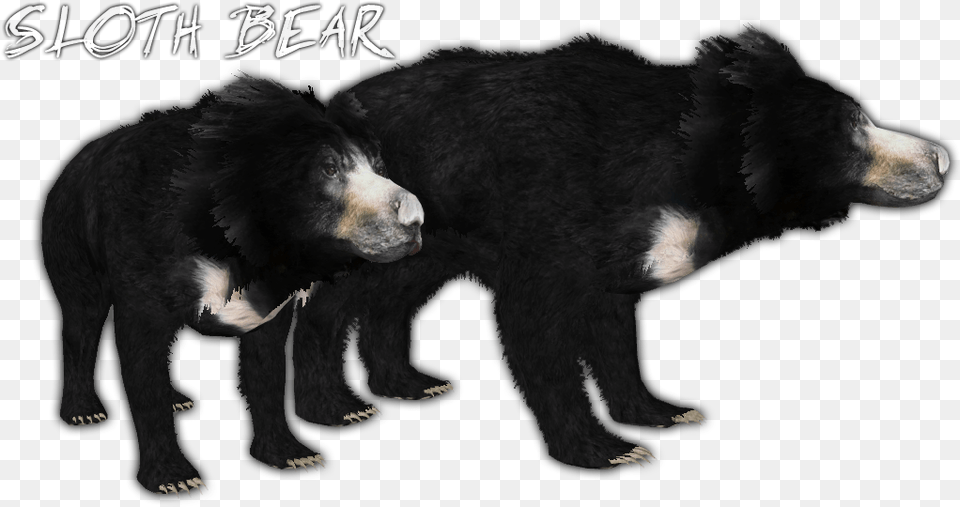 Thumb Image Sloth Bear, Animal, Mammal, Wildlife, Black Bear Free Png Download
