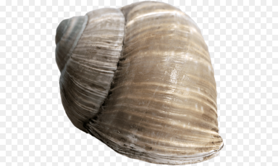 Thumb Image Snail Shell No Background, Animal, Clam, Food, Invertebrate Free Png Download