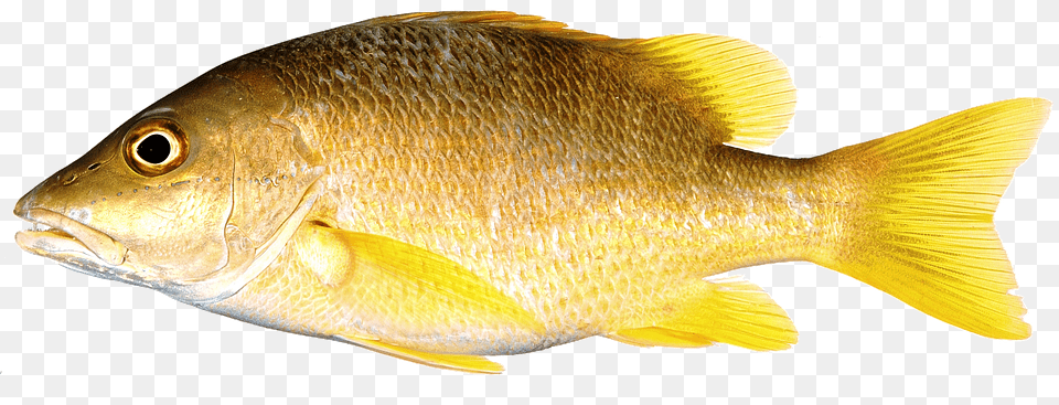 Thumb Image Snapper With Yellow Fins, Animal, Fish, Sea Life, Perch Free Transparent Png