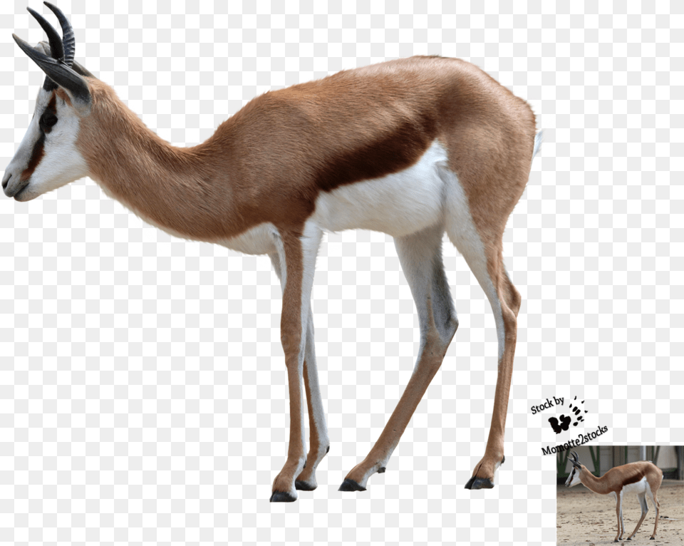 Thumb Springbok, Animal, Antelope, Gazelle, Mammal Png Image