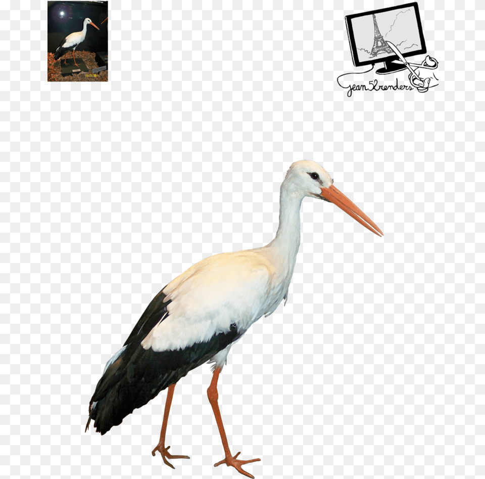 Thumb Image Stork Transparent, Animal, Bird, Waterfowl, Crane Bird Png