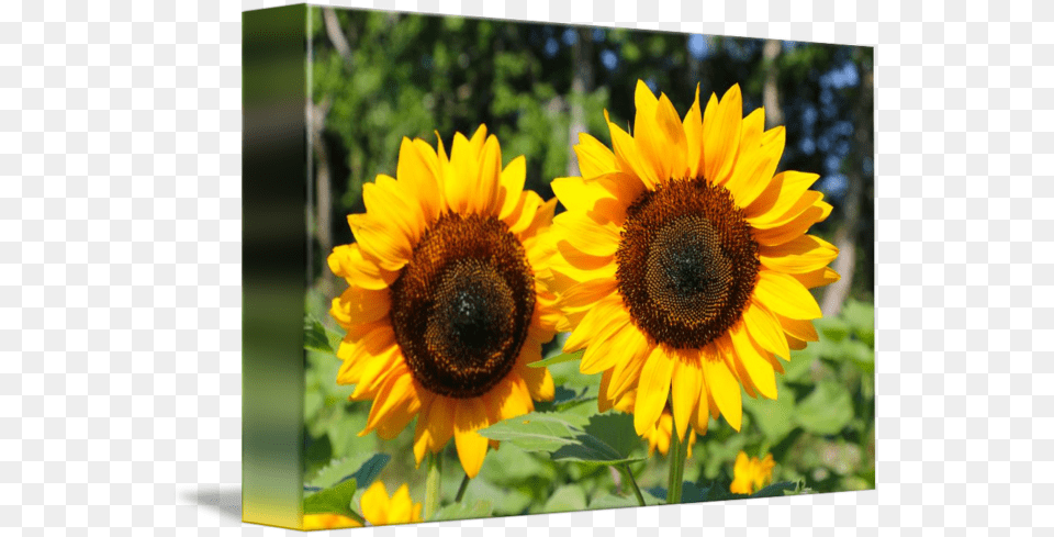 Thumb Image Sunflower, Flower, Plant Free Png Download