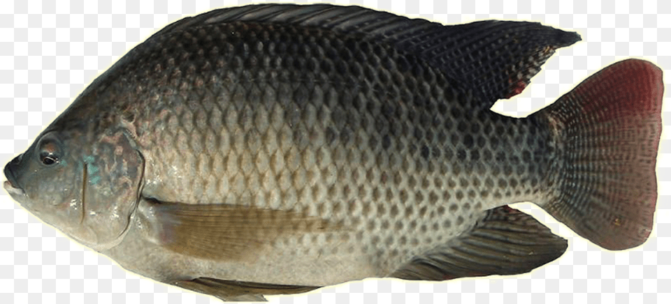 Thumb Image Tilapia Fish In Philippines, Animal, Sea Life, Perch Free Transparent Png