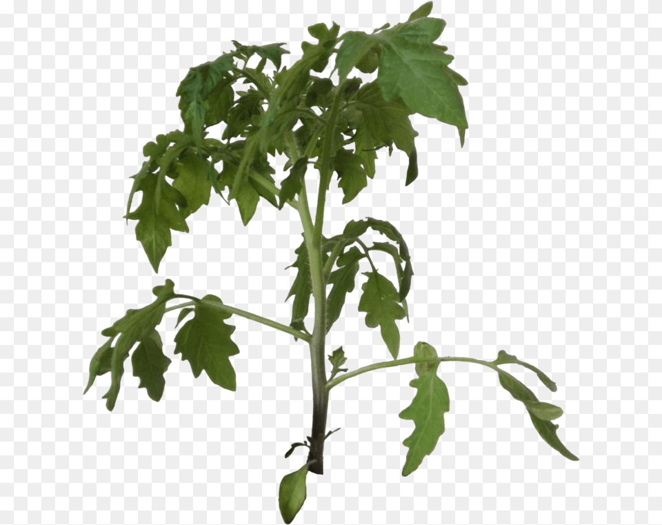 Thumb Image Tomato Plant Background, Leaf, Potted Plant, Flower, Food Free Transparent Png