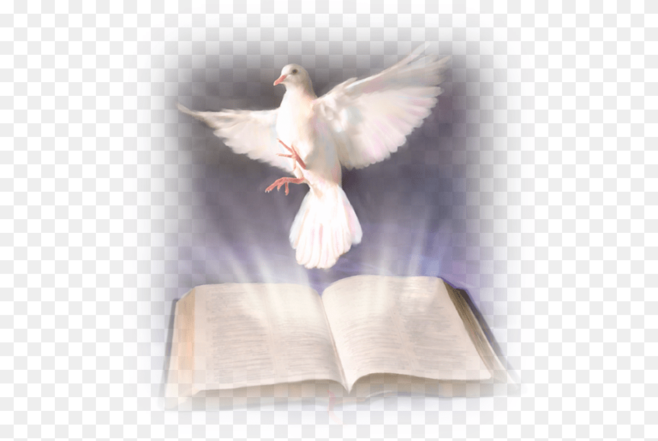 Thumb Image Transparent Background Clipart Dove Holy Spirit, Book, Publication, Animal, Bird Png
