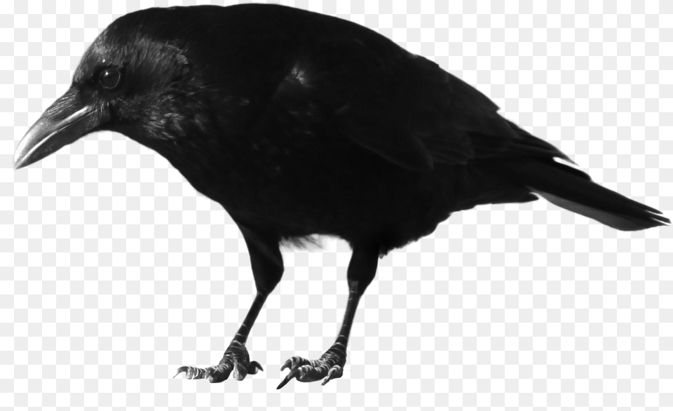 Thumb Image Transparent Background Crow, Animal, Bird, Blackbird Free Png Download
