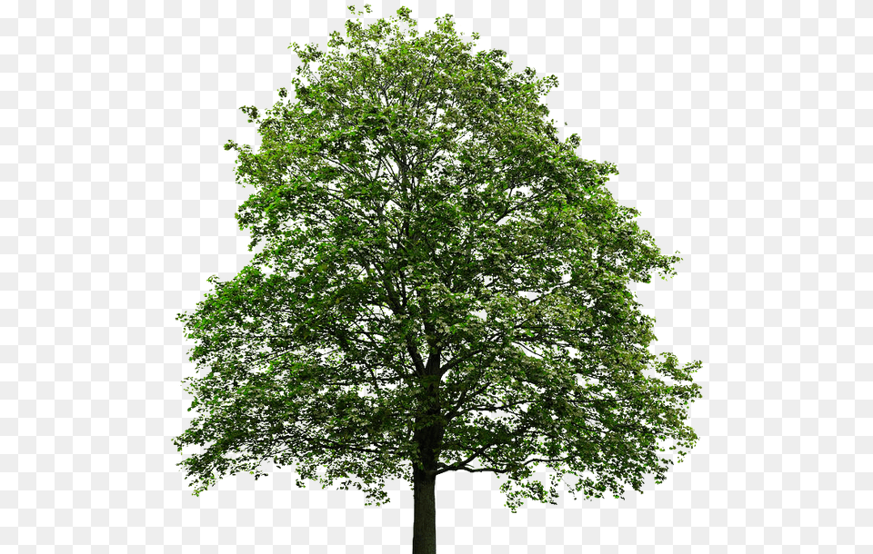 Thumb Image Background Oak Tree, Plant, Sycamore, Tree Trunk, Maple Free Transparent Png