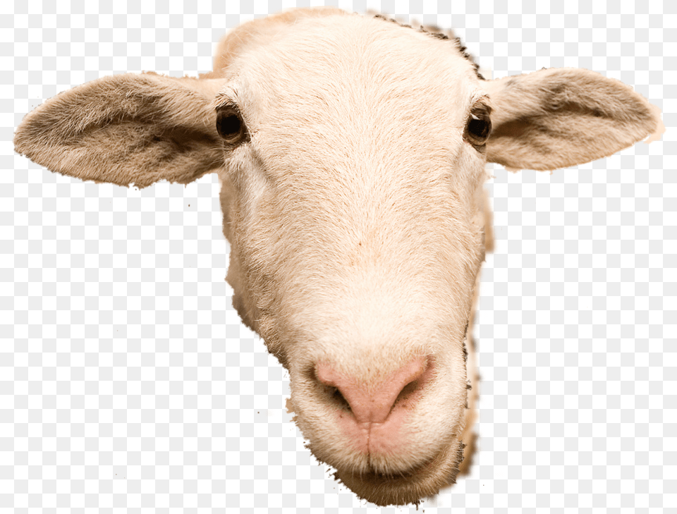 Thumb Image Background Sheep Head, Livestock, Animal, Mammal Free Transparent Png