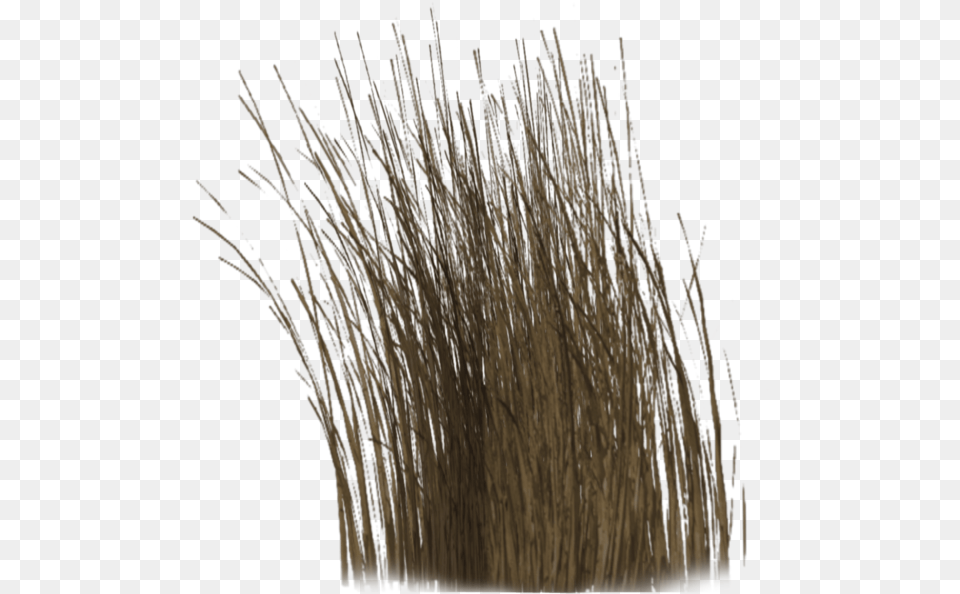 Thumb Image Dry Grass, Plant, Reed Free Transparent Png