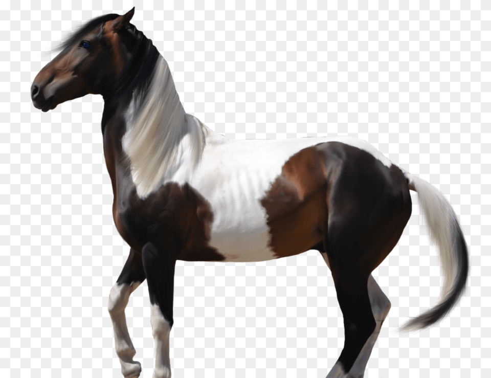 Thumb Image Transparent Horse Outline, Animal, Mammal, Stallion, Colt Horse Png