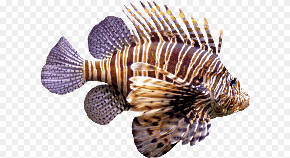 Thumb Image Transparent Lion Fish, Animal, Sea Life Png