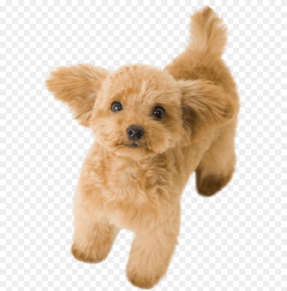 Thumb Image Toy Poodle, Animal, Canine, Dog, Mammal Free Transparent Png