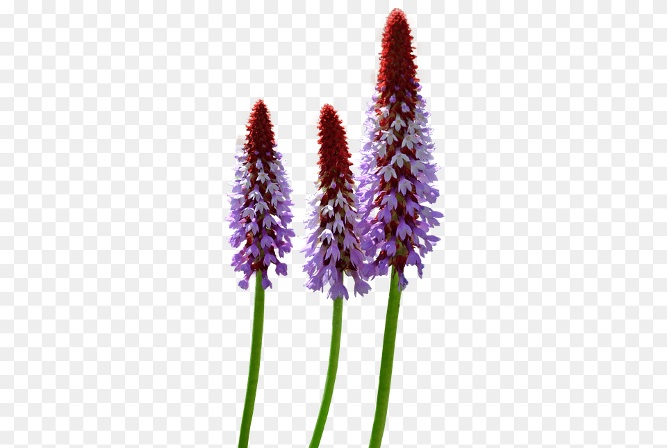 Thumb Image Transparent Wild Flowers, Flower, Lupin, Plant, Petal Free Png
