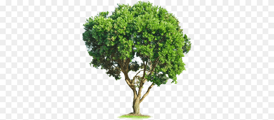 Thumb Tree, Oak, Plant, Sycamore, Tree Trunk Png Image