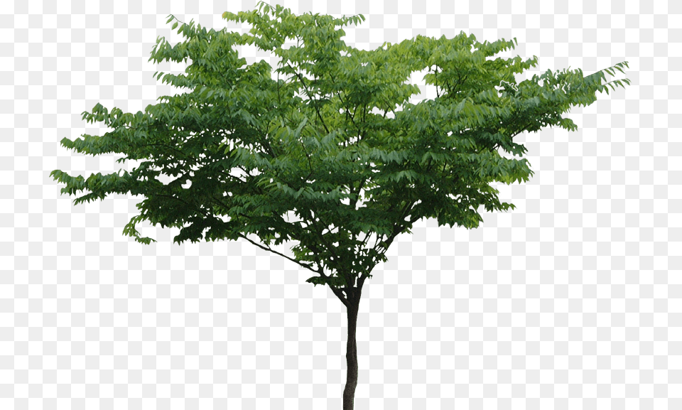 Thumb Image Tree, Plant, Leaf, Tree Trunk, Vegetation Free Png Download