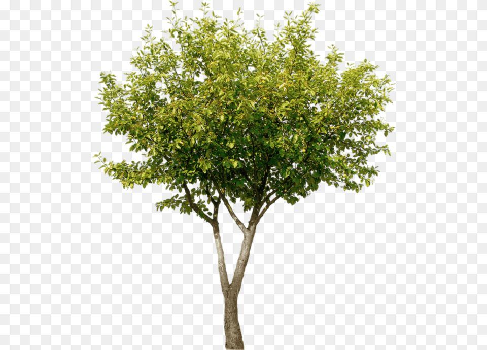 Thumb Image Tree Architecture, Leaf, Maple, Plant, Oak Free Png