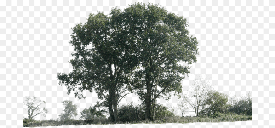 Thumb Image Trees With Shadow, Oak, Plant, Sycamore, Tree Free Transparent Png