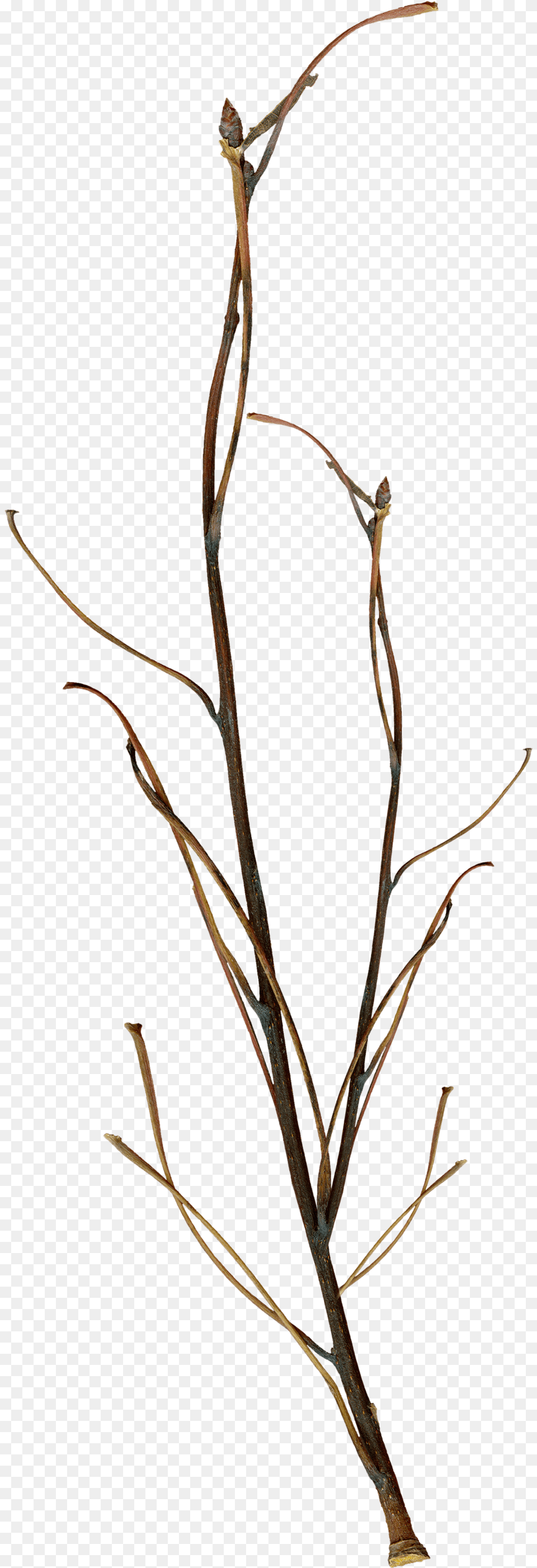 Thumb Twigs Cut Out, Plant, Flower, Flower Arrangement, Wood Png Image