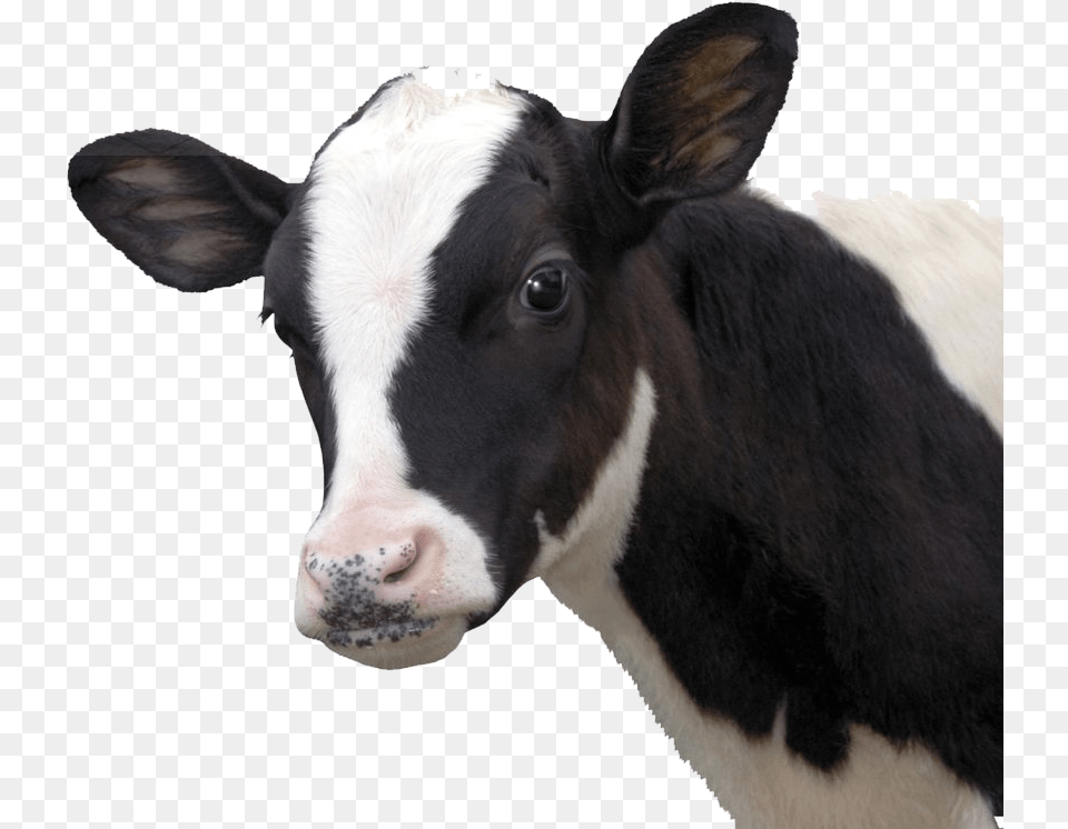 Thumb Image Vaca, Animal, Cattle, Cow, Livestock Free Png Download